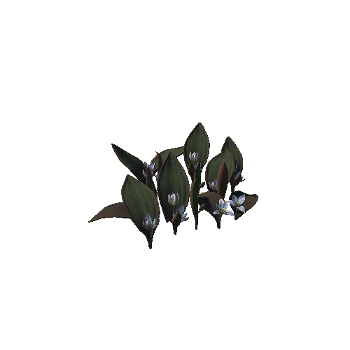 Flower_Tulipa regelii4